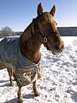 Pferde im Winter